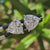 2.51 TCW Trillion Cut Classic White Gold Moissanite Stud Earrings